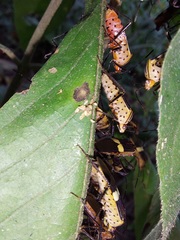 Hypselonotus subterpunctatus