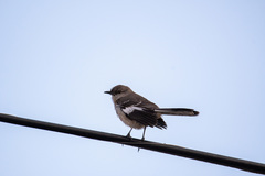 Mimus polyglottos