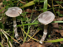 Cortinarius hemitrichus