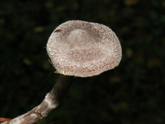 Cortinarius hemitrichus
