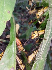 Hypselonotus subterpunctatus
