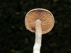 Cortinarius hemitrichus