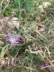 Centaurea pullata
