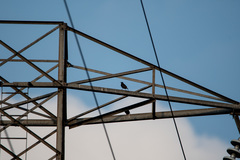 Sturnus vulgaris