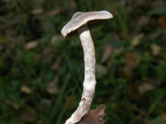Cortinarius hemitrichus