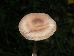 Cortinarius hemitrichus