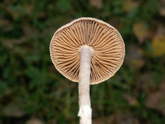 Cortinarius hemitrichus