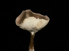 Lactarius fuliginosus