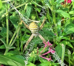 Argiope magnifica