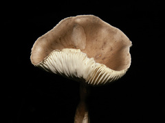 Lactarius fuliginosus