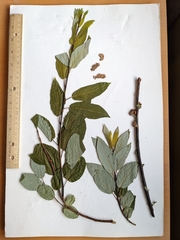 Salix pyrifolia