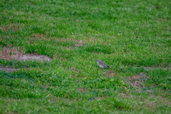 Setophaga coronata