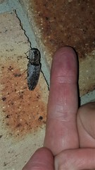 Cryptalaus prosectus