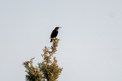 Sturnus vulgaris