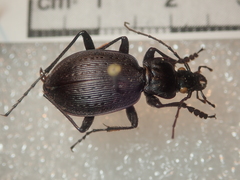 Carabus goryi