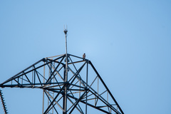 Buteo jamaicensis