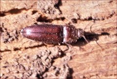 Hapatesus hirtus