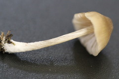 Entoloma conferendum