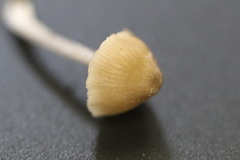 Entoloma conferendum