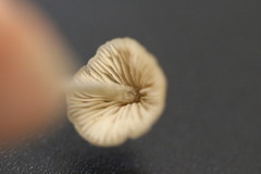 Entoloma conferendum