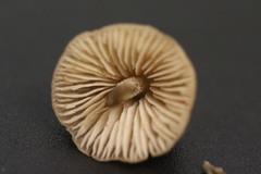 Entoloma conferendum