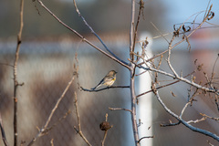 Setophaga coronata