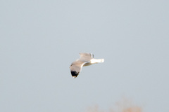 Larus californicus