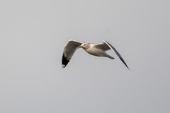 Larus californicus