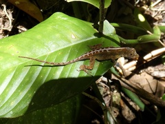 Anolis capito
