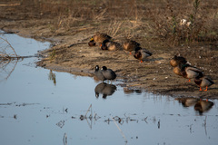Fulica americana