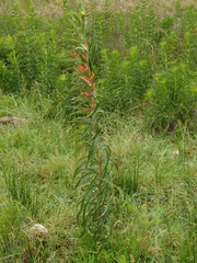 Siphocampylus verticillatus