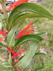 Siphocampylus verticillatus