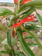 Siphocampylus verticillatus