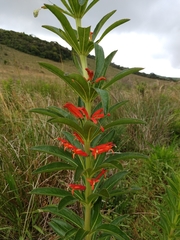 Siphocampylus verticillatus