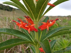 Siphocampylus verticillatus