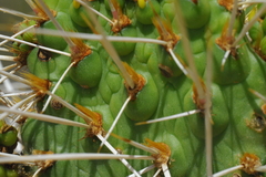 Consolea moniliformis