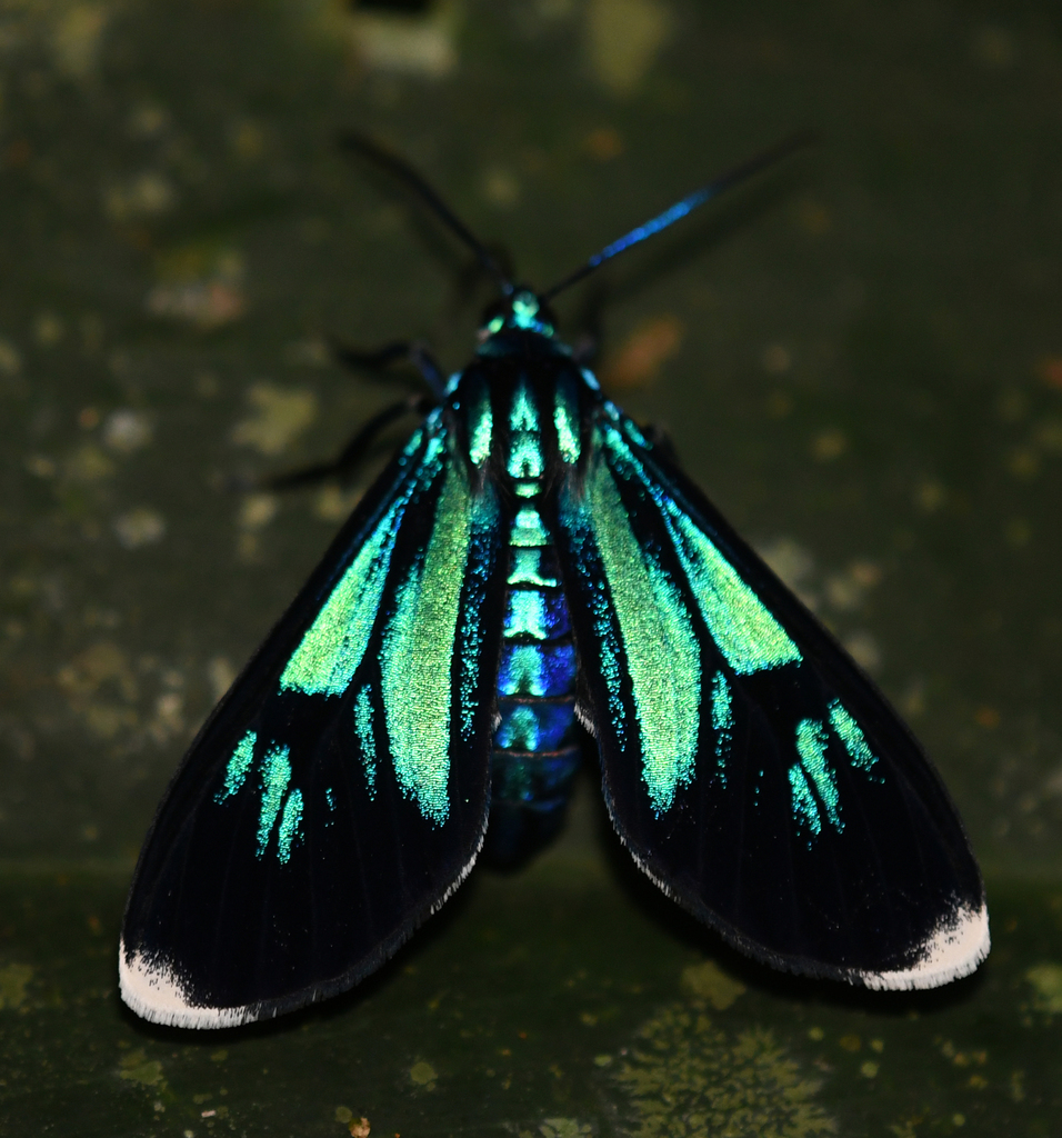 Uranophora superba