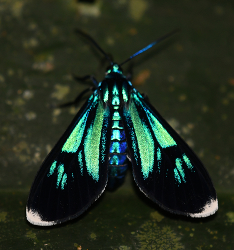 Uranophora superba