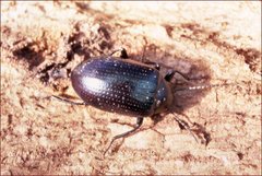 Chalcopteroides cyanopterus
