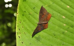 Eurybia pergaea
