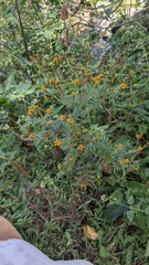 Tagetes subulata