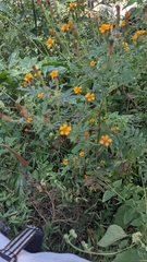 Tagetes subulata