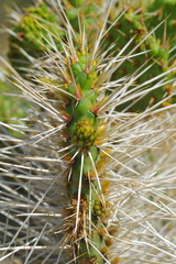 Consolea moniliformis