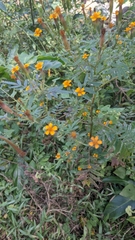 Tagetes subulata