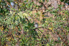 Passer domesticus