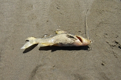 Pimelodus maculatus