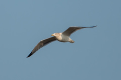 Larus californicus