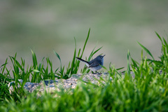 Polioptila caerulea