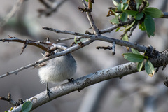 Polioptila caerulea