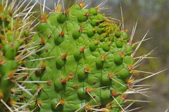 Consolea moniliformis